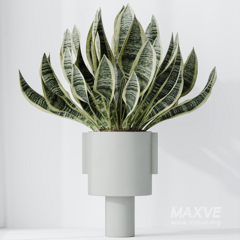 HQ HousePlants Snake Green Sansevieria Trifasciata Laurentii Rubia Set02 - Image 2