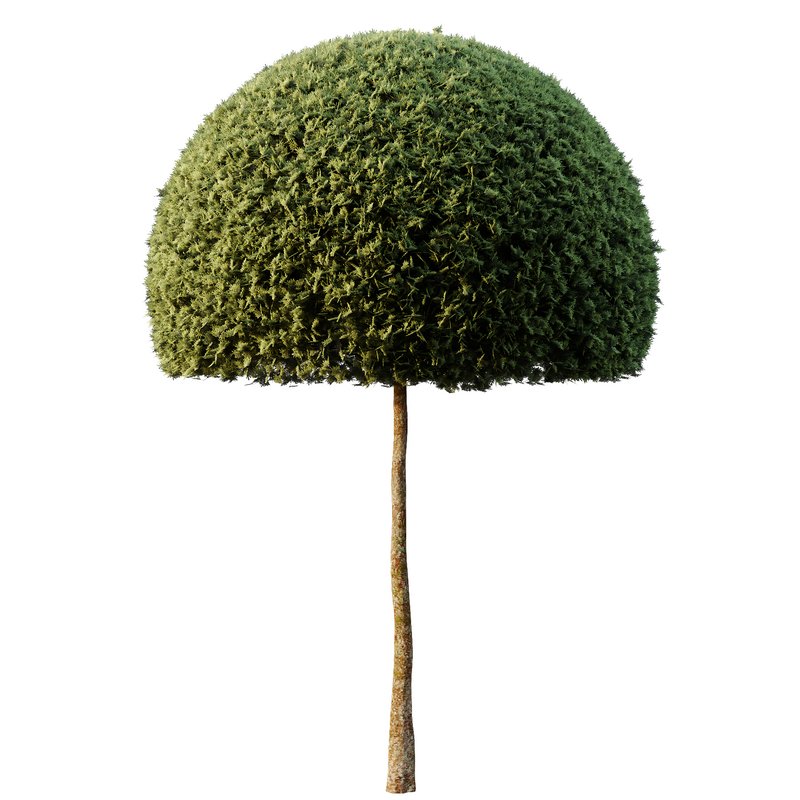 Spherical tree03 - Image 3