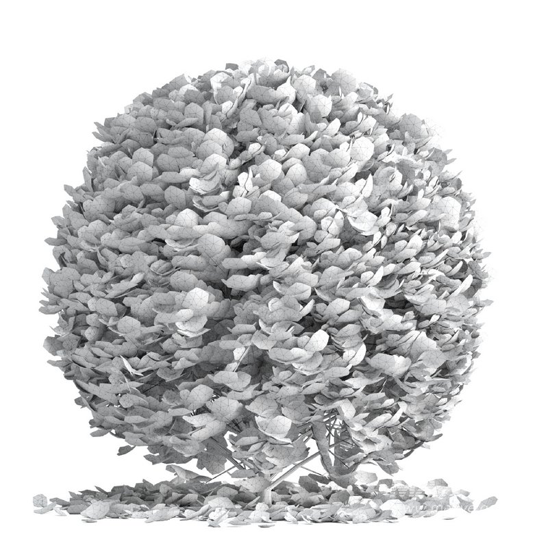 Boxwood ball - Image 3