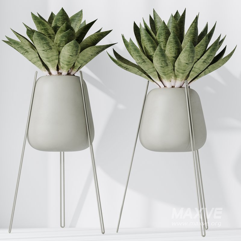 HousePlants Snake Green Sansevieria Trifasciata Robusta Set02 - Image 3