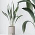 HQ HousePlants Aspidistra Elatior Cast iron Plant Set02 - Thumbnail 2