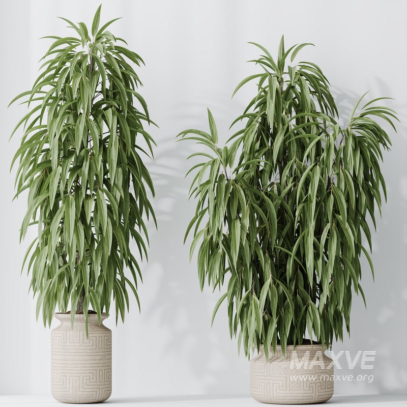 Maclellandii Braid and Mission Olive Tree Indoor Vase - Image 2