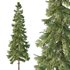 Alaska cedar Tree02 - Thumbnail 4