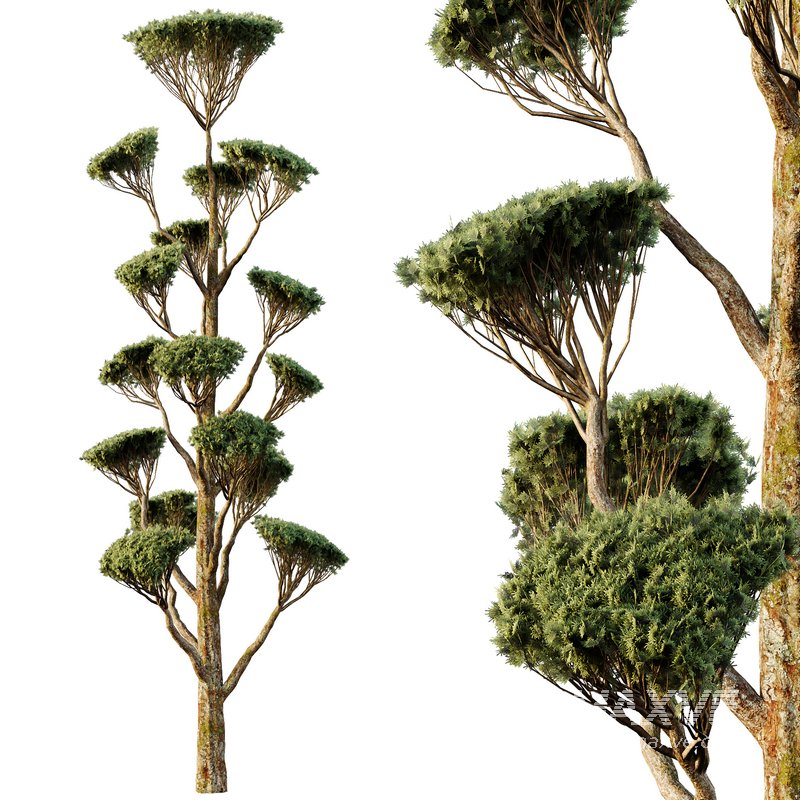 Spherical tree05 - Image 2