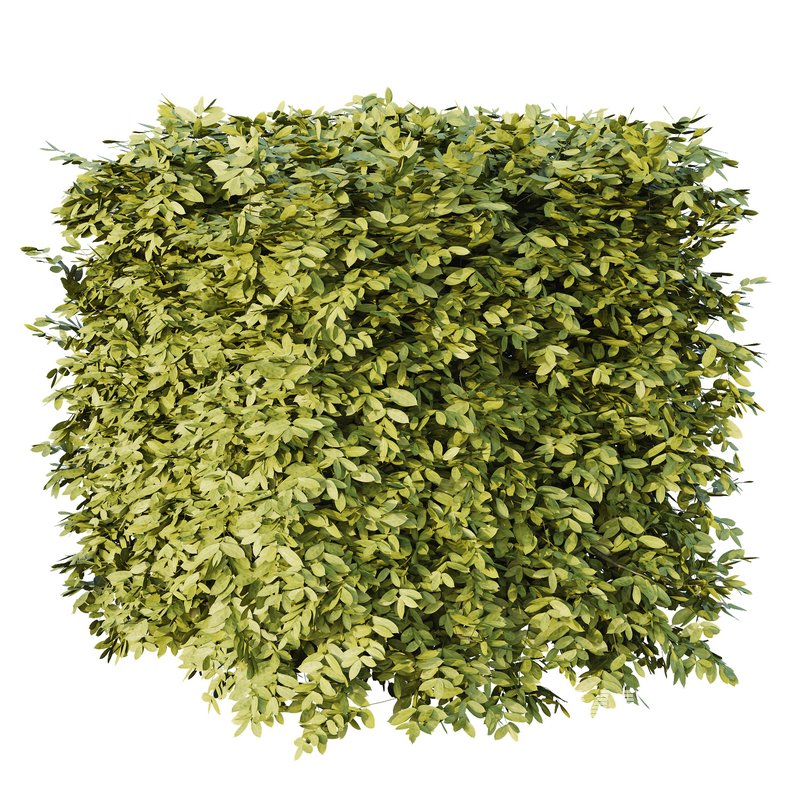 Dwarf Burning Bush Box Sphere - Image 1