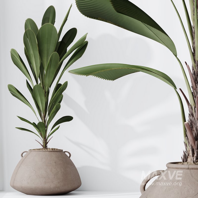 HQ HousePlants Licuala Grandis Ruffled Fan Palm Set02 - Image 3