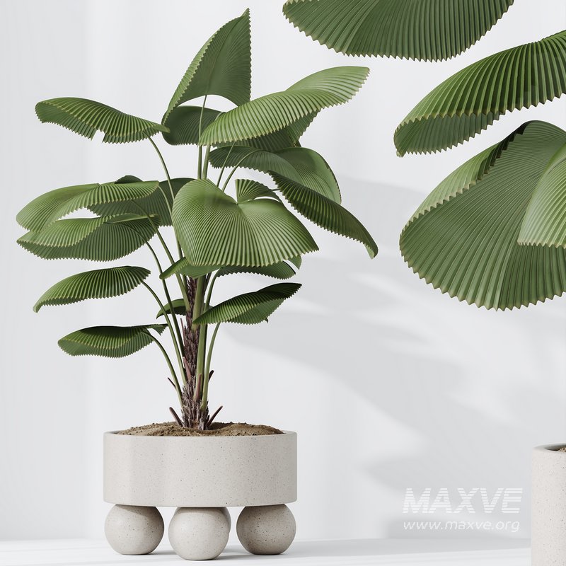 Licuala Grandis Ruffled and Zamioculcas Zamiifolia - Image 3