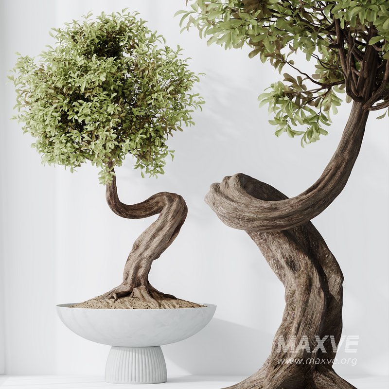 HousePlants Ficus Retusa Microcarpa Bonsai Ginseng02 - Image 2