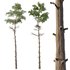Chamaecyparis thyoides Tree03 - Thumbnail 3