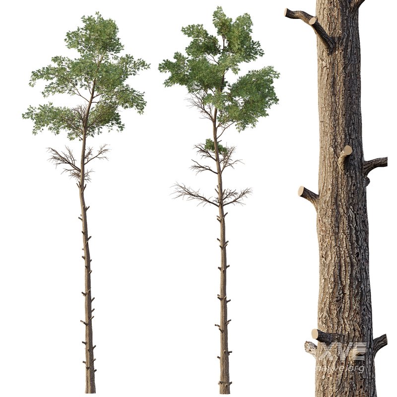 Chamaecyparis thyoides Tree03 - Image 3