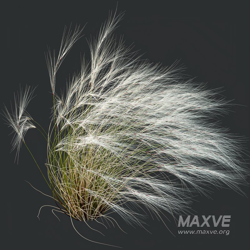 Anemanthele lessoniana and Ostnica Mocna Pony Tails - Image 5