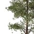 Chamaecyparis thyoides Tree - Thumbnail 3