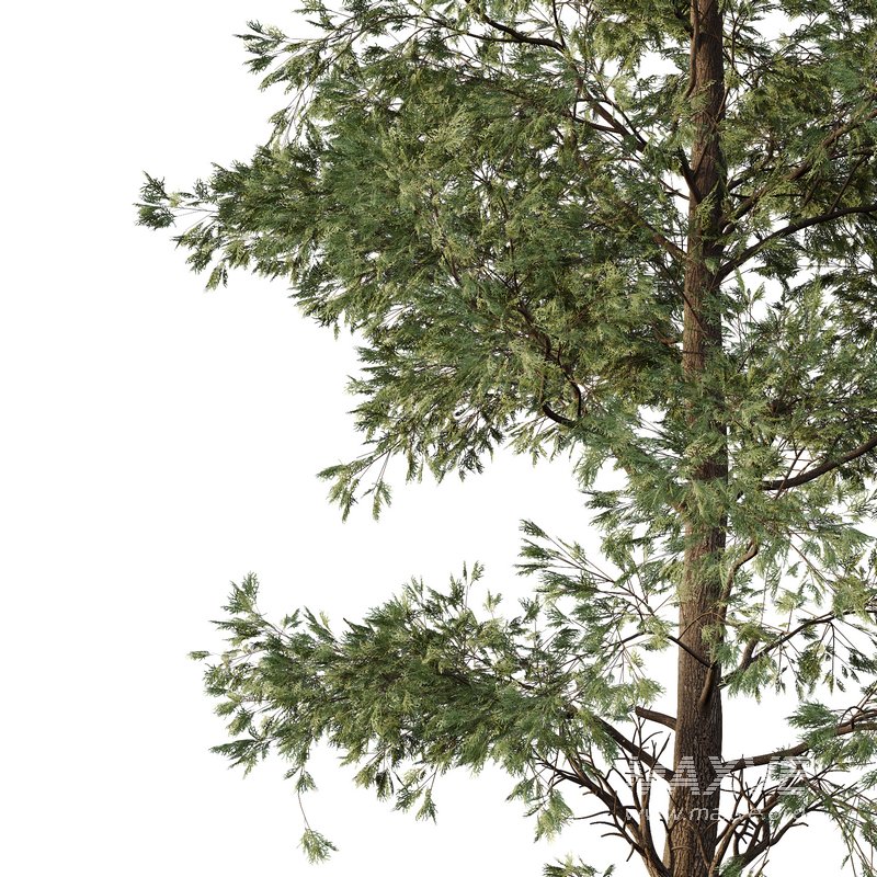 Chamaecyparis thyoides Tree - Image 3