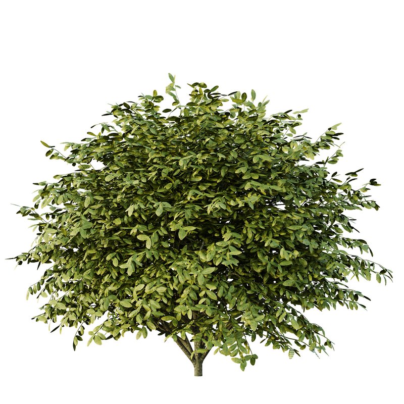 Dwarf Burning Bush01 - Image 1