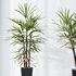 Areca Majesty Cat Reed Palm and Rhapis Excelsa Lady Palm vases - Thumbnail 2