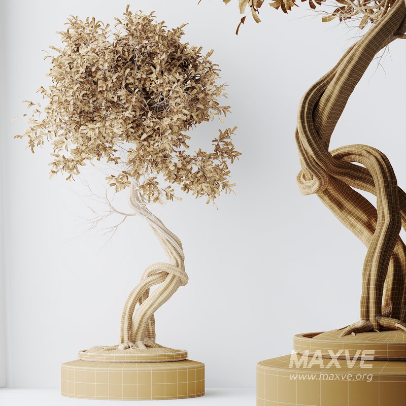 HousePlants Ficus Retusa Microcarpa Bonsai Ginseng03 - Image 3