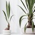 HousePlants Genus Cocos nucifera Coconut Palm - Thumbnail 1