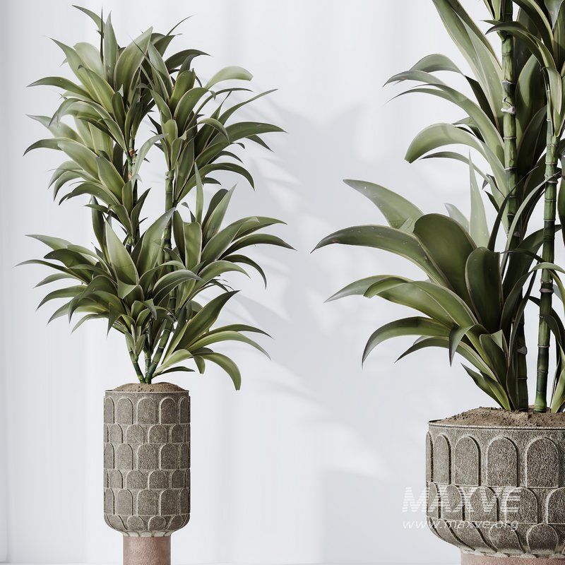 Dracaena Warneckii Lemon Lime Cane Dragon - Image 3