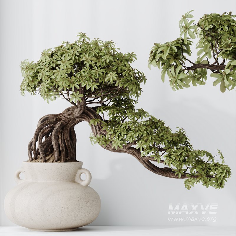 HQ HousePlants Ficus Retusa Microcarpa Bonsai Ginseng09 - Image 1