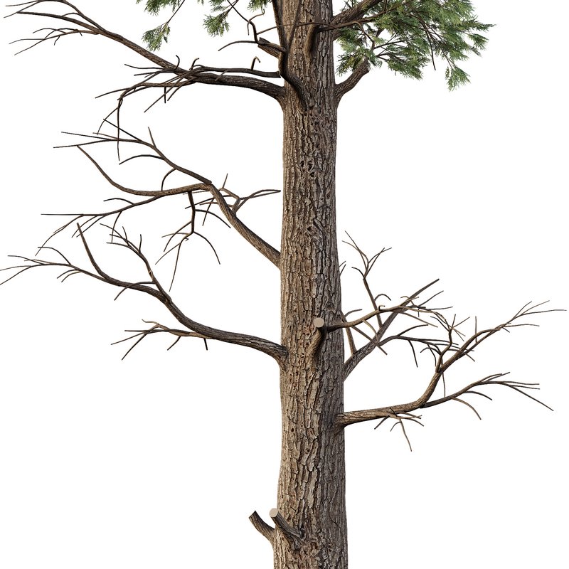 Chamaecyparis thyoides Tree01 - Image 3