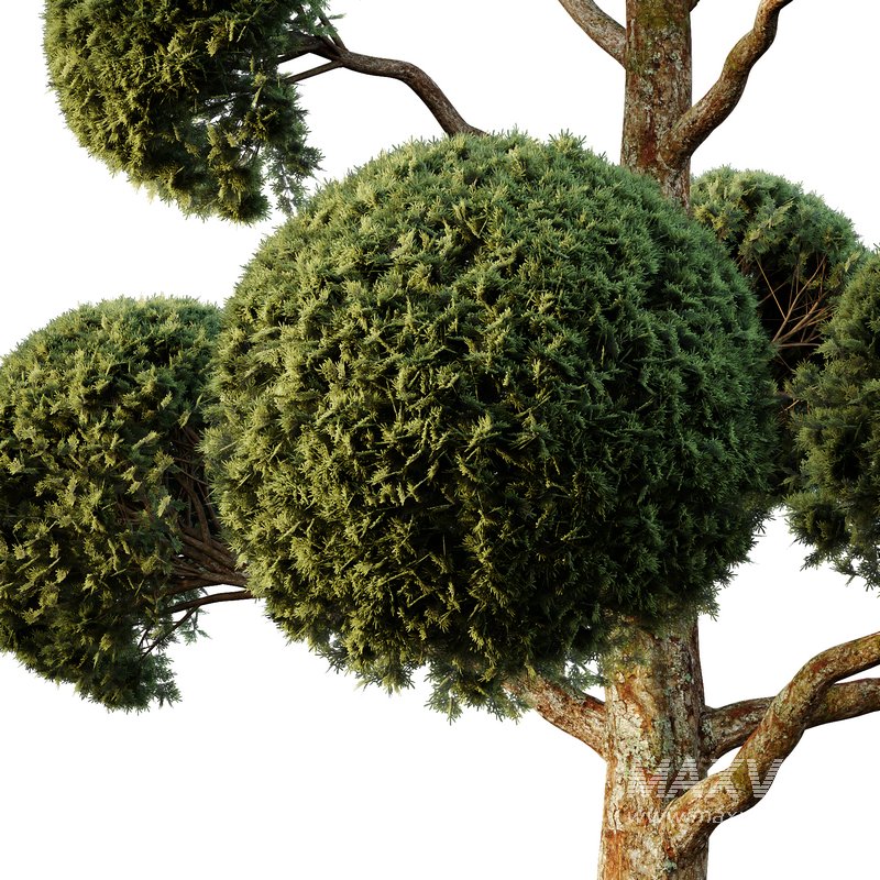 Spherical tree01 - Image 5