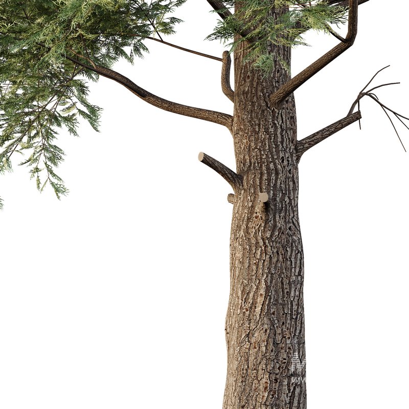 Chamaecyparis thyoides Tree05 - Image 3