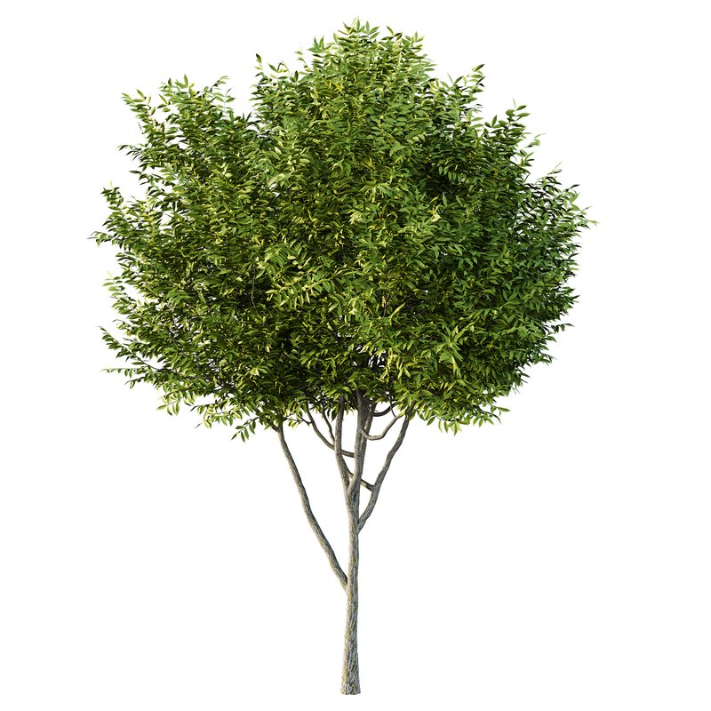 Manchurian Ash Tree02 - Image 2