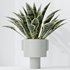 HQ HousePlants Snake Green Sansevieria Trifasciata Laurentii Rubia Set02 - Thumbnail 3