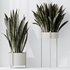 HQ HousePlants Snake Green Sansevieria Trifasciata Robusta - Thumbnail 1