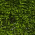 Potted Topiary Buxus 01 - Thumbnail 3