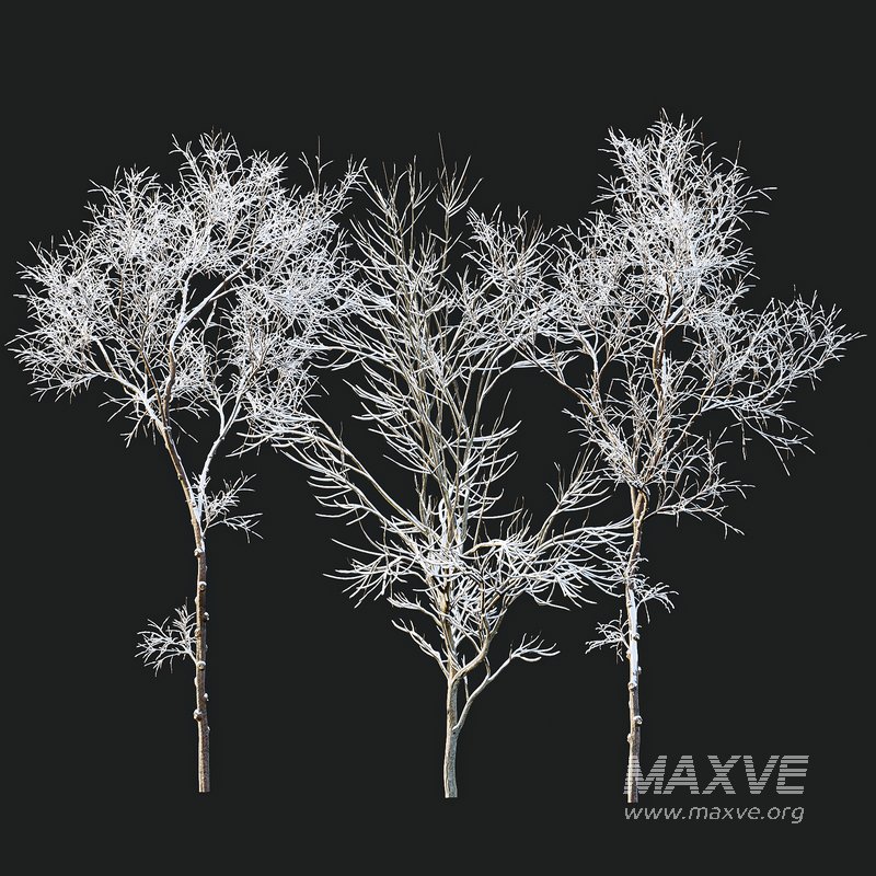 Ulmus changii and Acer Saccharinum Winter snow trees - Image 2
