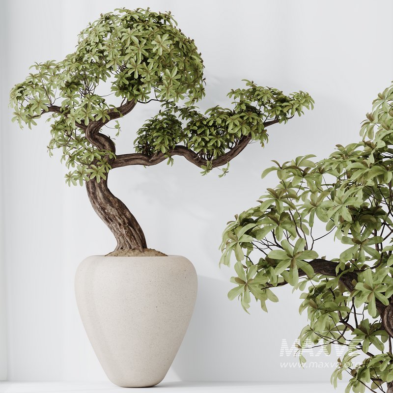 HQ HousePlants Ficus Retusa Microcarpa Bonsai Ginseng08 - Image 1