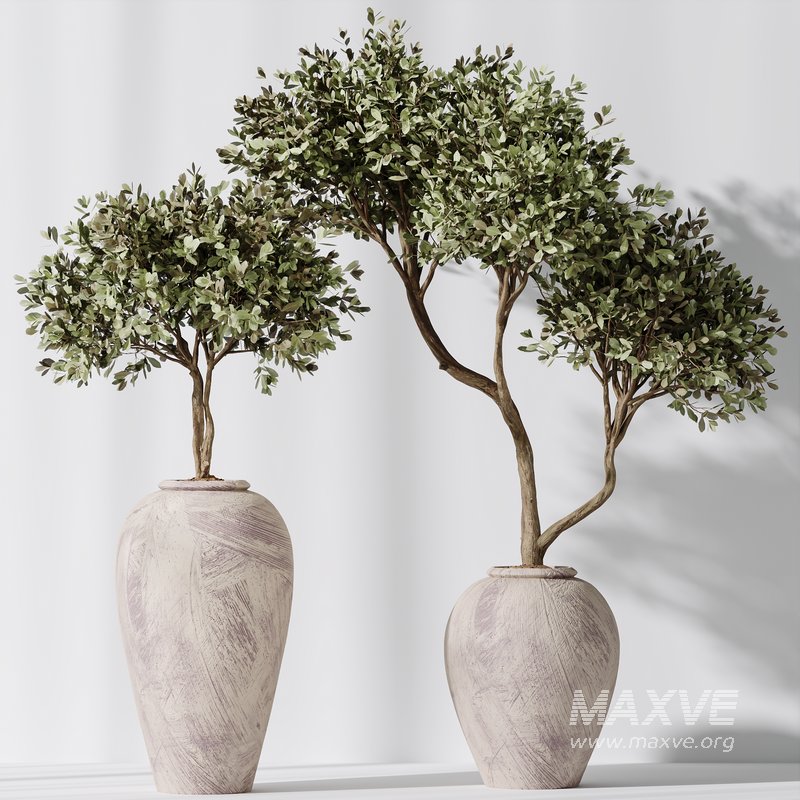 Artificial Olivo Olea Tree Indoor Vase - Image 2