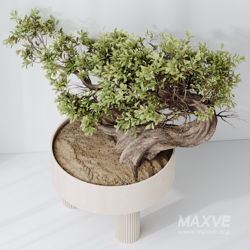 HousePlants Ficus Retusa Microcarpa Bonsai Ginseng - Image 3