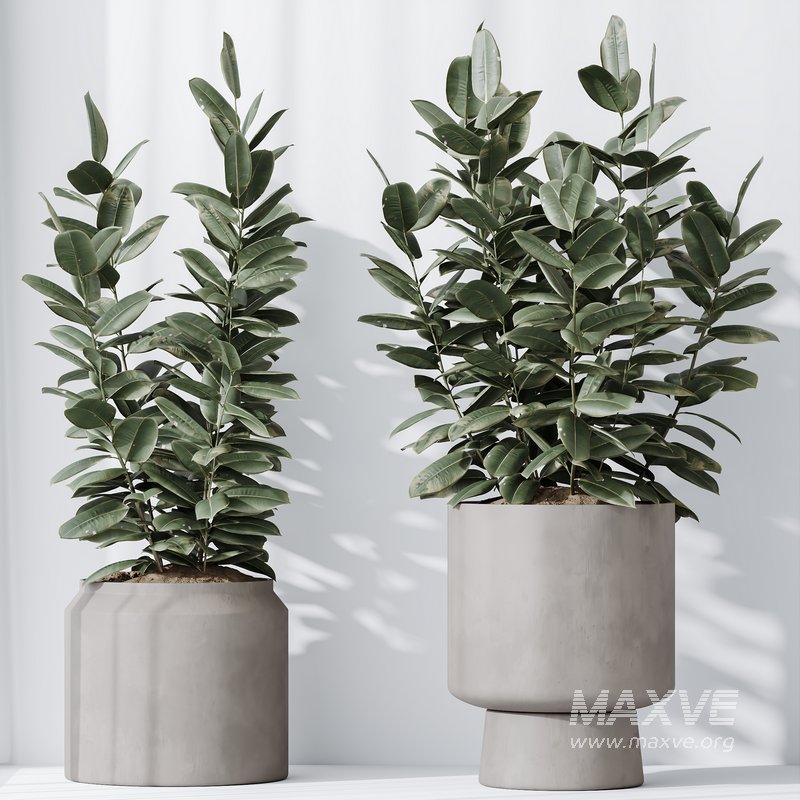 Rubber Ficus Elastica Abidjan Melany vases - Image 2