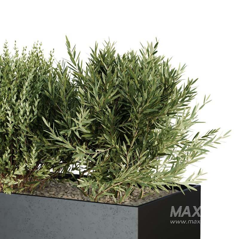 HQ Tree and bush garden box outdoor VOL 57 - Image 2