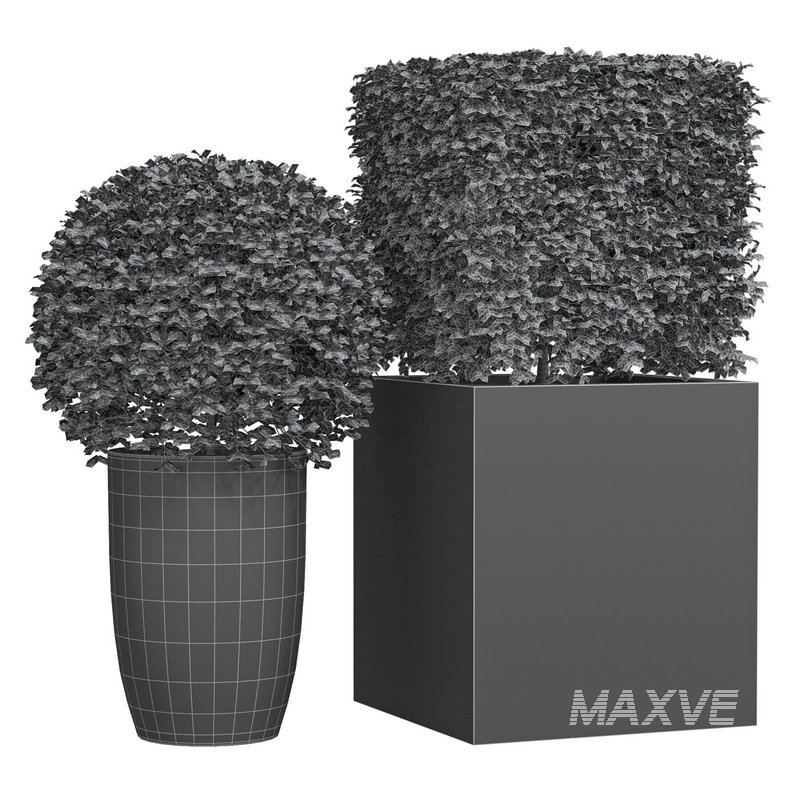 Potted Topiary Buxus 01 - Image 4