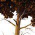 Chamaecyparis thyoides Tree02 - Thumbnail 4
