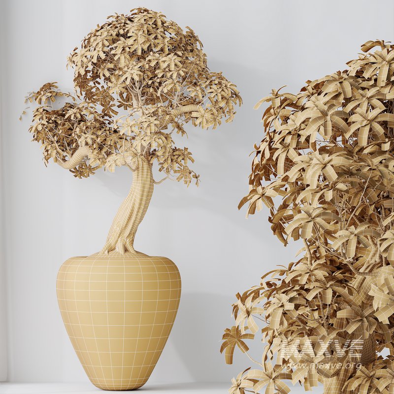 HQ HousePlants Ficus Retusa Microcarpa Bonsai Ginseng08 - Image 3