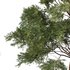 Chamaecyparis thyoides Tree03 - Thumbnail 4