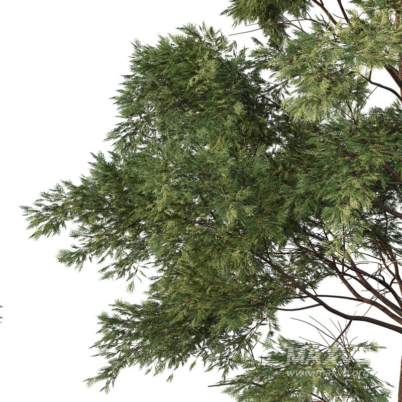 Chamaecyparis thyoides Tree03 - Image 4