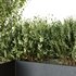 HQ Tree and bush garden box outdoor VOL 57 - Thumbnail 4