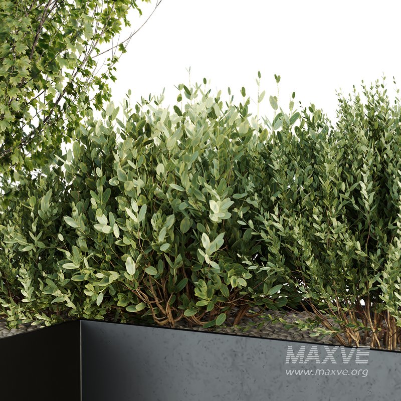 HQ Tree and bush garden box outdoor VOL 57 - Image 4