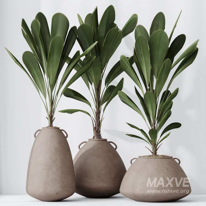 HQ HousePlants Licuala Grandis Ruffled Fan Palm Set02 - Image 4