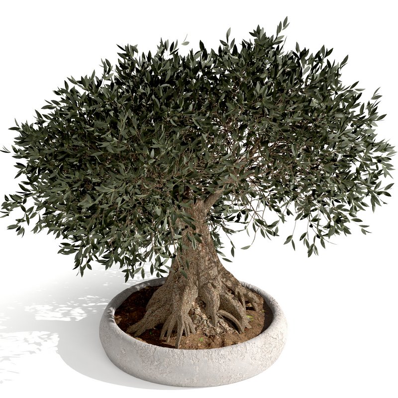 bonsai indoor plant set 03 3D model - Image 6