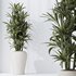 Dracaena Warneckii Lemon and Rhapis Excelsa vases - Thumbnail 2