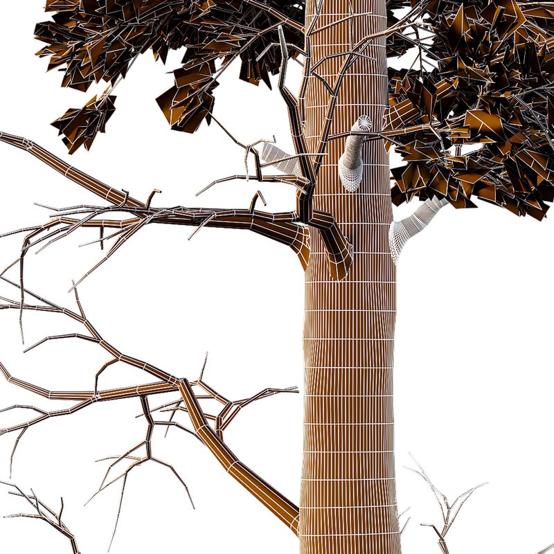 Chamaecyparis thyoides Tree - Image 4