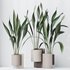 HQ HousePlants Aspidistra Elatior Cast iron Plant Set02 - Thumbnail 4