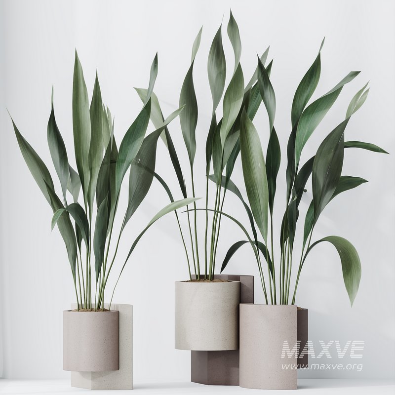 HQ HousePlants Aspidistra Elatior Cast iron Plant Set02 - Image 4