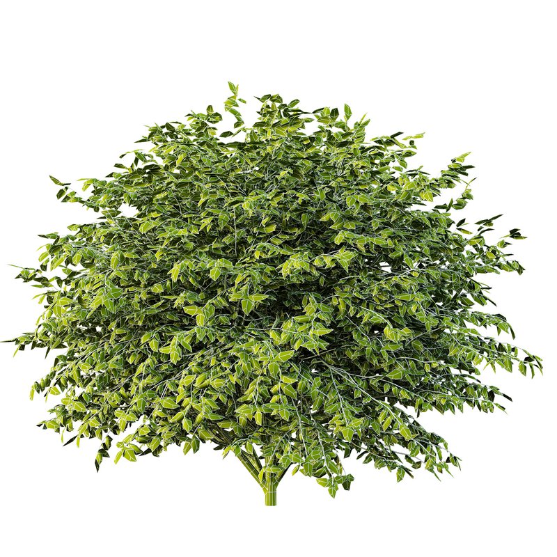 Dwarf Burning Bush01 - Image 4